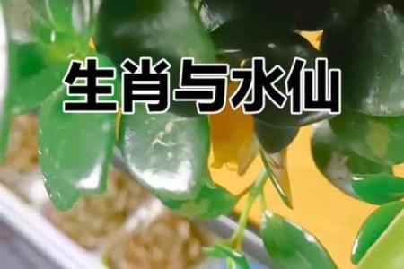 春天百花齐放代表什么生肖？解读生肖与季节花开的传统关联和民间说法