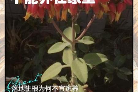 大叶落地生根为什么不吉利 大叶落地生根为什么不吉利了