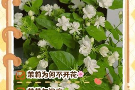茉莉花为什么不吉利 茉莉花为什么不开花光长叶