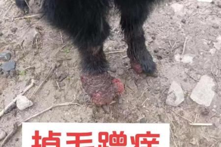 为啥说家里养羊不吉利 家里面养羊好不好