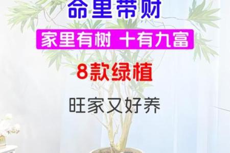 家里适合放财神爷吗 家里适合栽什么树