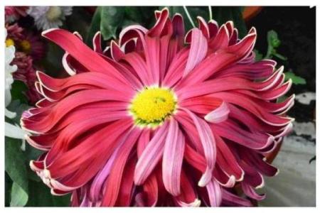属马最忌三种花 属马适合养什么花招财