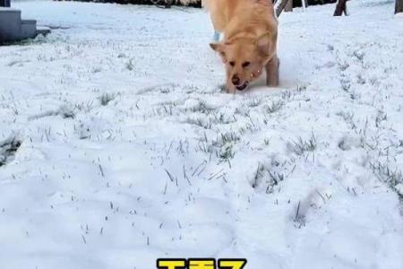 狗狗第一次见到雪特别兴奋手忙脚乱乱窜怎么办？需要干预吗？