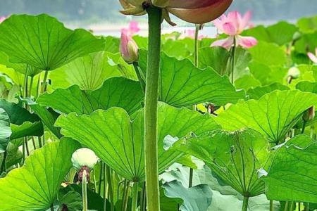 芙蓉映日是什么生肖(芙蓉映日打一个生肖)
