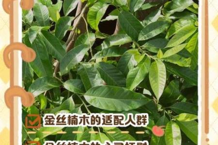 楠木最忌三种属相 楠木好不好