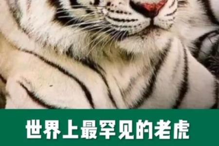 老虎和老虎属相合不合 老虎和老虎属相合不合