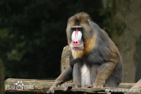 头撞南墙是指什么动物？它的生活习性和特点有哪些