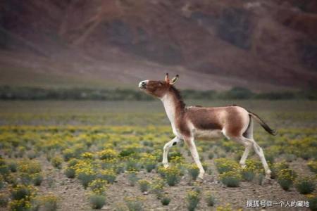 野战到底是指哪个生肖动物？民间传说和实际习性两下里掰开揉碎比