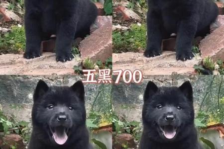 黑狗最忌三种属相 黑狗有什么忌讳