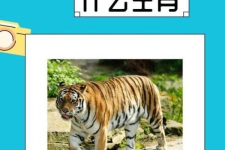 坚定不移打一正确生肖