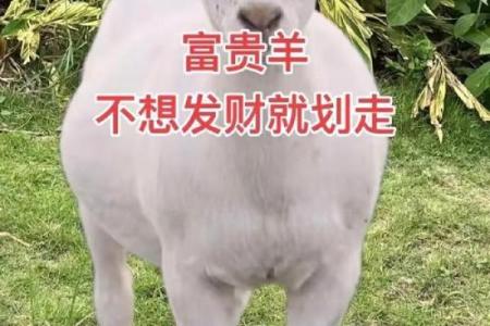 引狗入寨打一生肖 → 羊‌（引狼入室，狗来羊危）