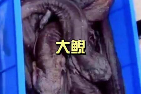养娃娃鱼为什么不吉利 养娃娃鱼吉不吉利