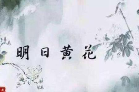 明日黄花代表什么生肖(明日黄花是什么意思成语)
