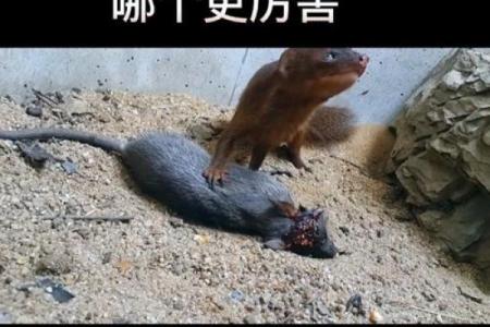 压死一只黄鼠狼有什么不吉利 压死一只黄鼠狼有什么不吉利的预兆