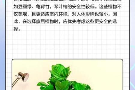 什么属相不能养琴叶榕 养琴叶榕风水讲究