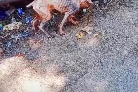 ‌骨瘦如柴代表什么生肖 → 猴（猴形瘦削，柴骨伶仃）‌