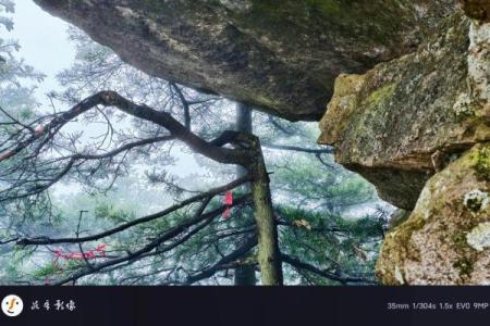 时人不识凌云木打一正确生肖