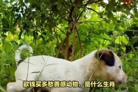 多愁善感是什么生肖(多愁善感是什么生肖打一肖)
