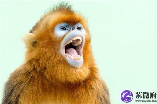 目光短浅是指哪个生肖，有没有具体的性格分析案例？