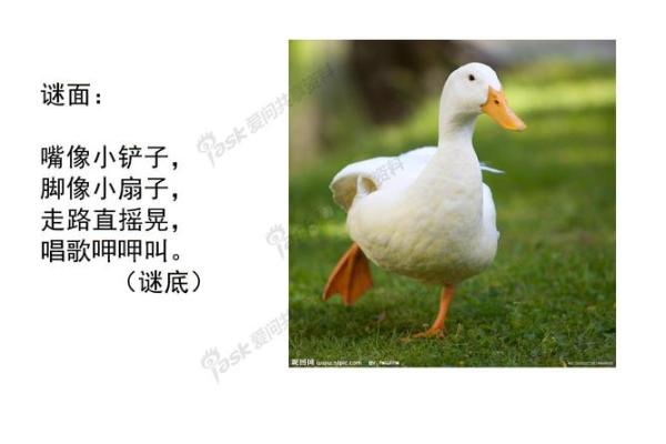 铁树开花打一生肖正确答案，着个谜语指的是什么动物？