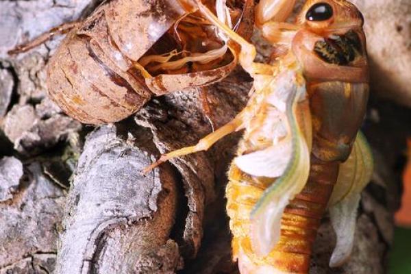 金蝉脱壳打一最佳动物 金蝉脱壳一打一准确生肖