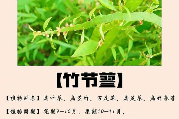 竹节最忌三种属相 竹节里面有什么