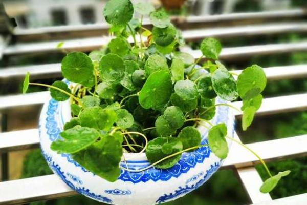 财神爷正对面适合摆什么 财神爷正对面适合摆什么植物