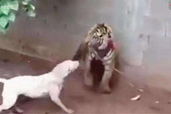 ‌虎落平阳被犬欺打一生肖 → 狗（犬欺虎落，趁势凌人）‌