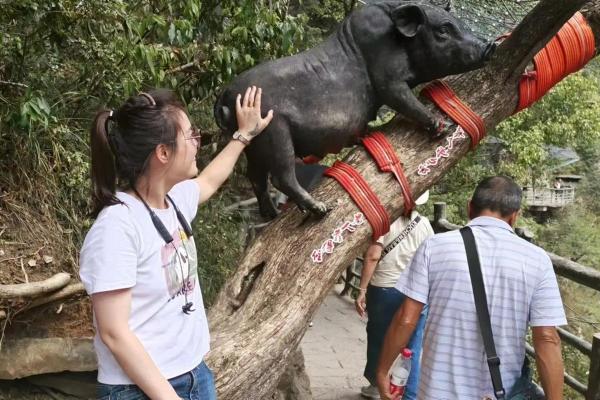 母猪上树打一生肖的正确答案及详细解析说明