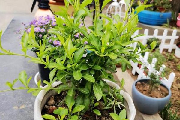 家里栽蓝雪花不吉利 家里养蓝雪花好不好