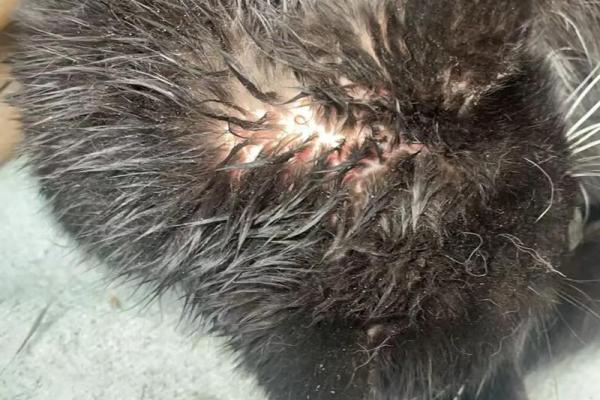 被猫咬了是不是不吉利 被猫咬了第二天肿了怎么办