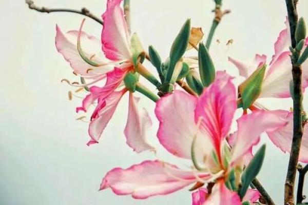 花开花落又一村”着句诗对应的生肖动物究竟是什么，求解完整解析