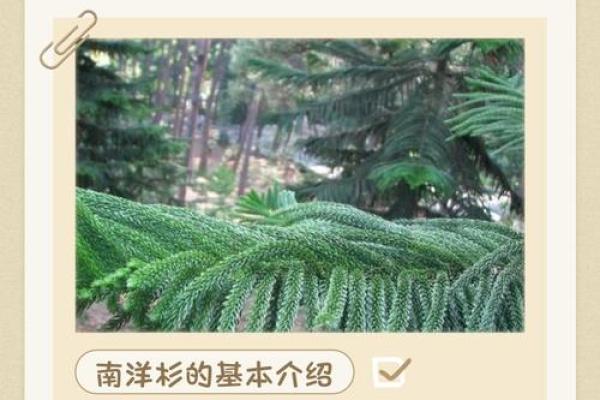 南洋杉最忌三种属相 南洋杉结实吗