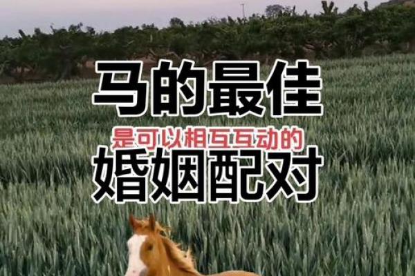 2002年女属马最佳婚配 2002年属马女生婚姻