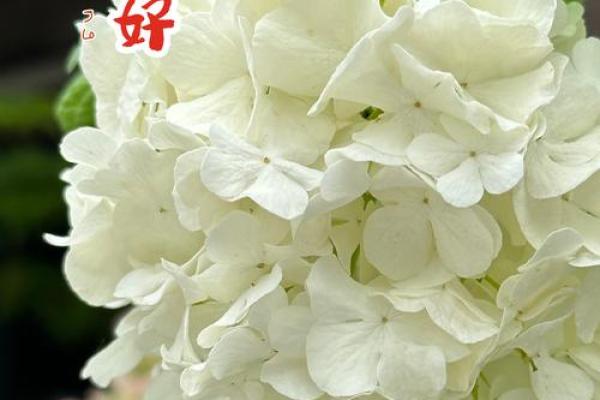 白色绣球花为什么不吉利 白色绣球花的养殖方法