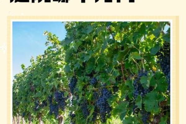 家里养葡萄为啥不吉利 家里种葡萄树好吗