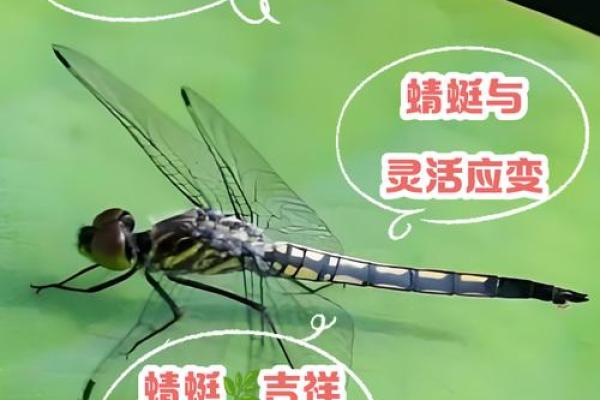 蜻蜓最忌三种属相是什么 蜻蜓最害怕什么动物