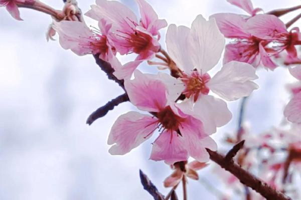 樱花为什么不吉利 樱花为什么不能放家里