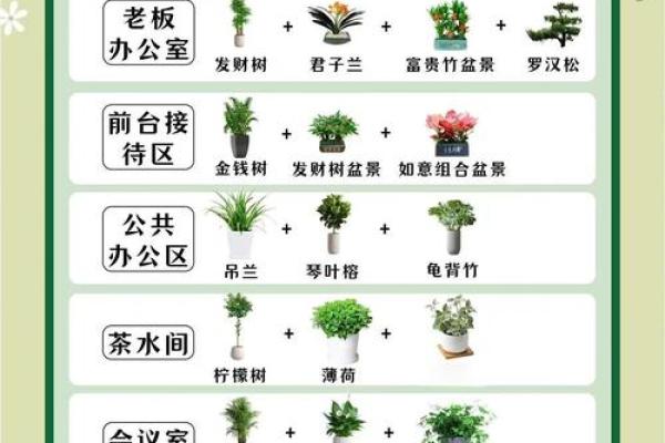 办公室绿色植物的摆放与风水的关系 办公室植物的摆放与风水