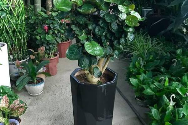 办公室绿色植物的摆放与风水的关系 办公室植物的摆放与风水