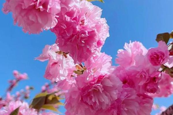 樱花树最忌三种属相 樱花树辟邪吗