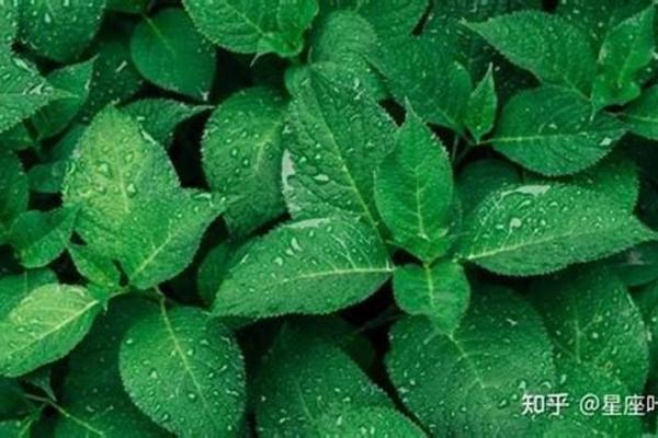 树大根深打一最佳生肖