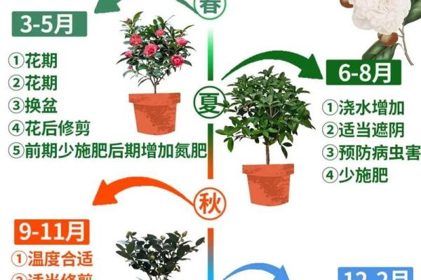 茶花不吉利的原因 茶花不能完全开放是怎么回事