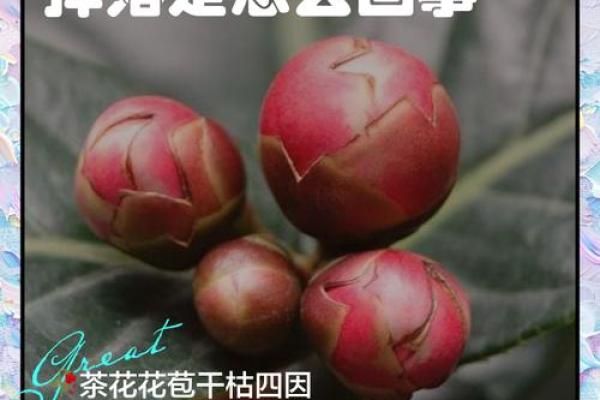 茶花不吉利的原因 茶花不能完全开放是怎么回事