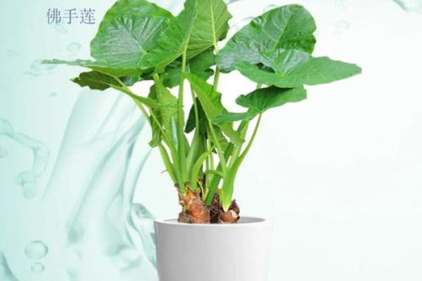滴水观音最忌三种属相 滴水观音什么含义