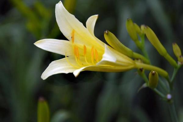 家里种黄花菜吉利吗 家里种黄花菜吉利吗视频