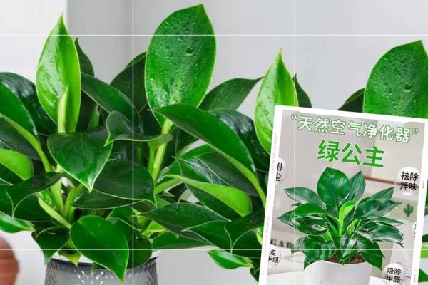 绿萝最忌三种属相 绿萝最忌三种属相