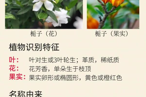 栀子花为啥不吉利,有什么寓意和传说 栀子花有什么讲究