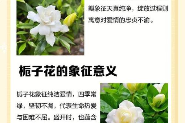 栀子花为啥不吉利,有什么寓意和传说 栀子花有什么讲究