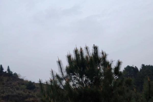 夫妻一方亡为何另一半不上坟 夫妻一方死亡为什么另一方不能送殡